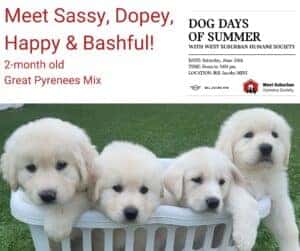 Dog Days of Summer with Bill Jacobs MINI and the West Suburban Humane Society