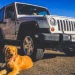 Pets On Road Trips