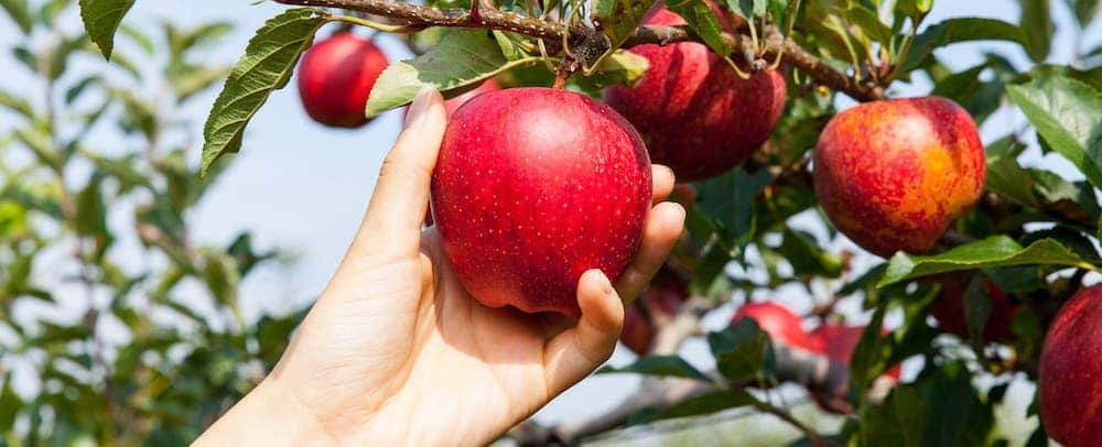 Image result for apple picking