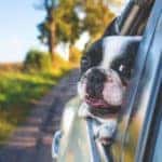 traveling-with-a-dog