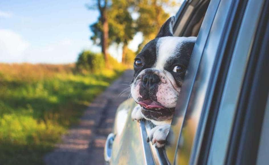 traveling-with-a-dog