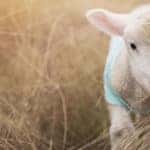 San Diego Children’s Museum lamb