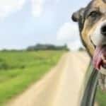Driving with Pets