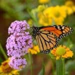 Wildflower Walk
