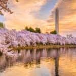 2019 Cherry Blossom Festival