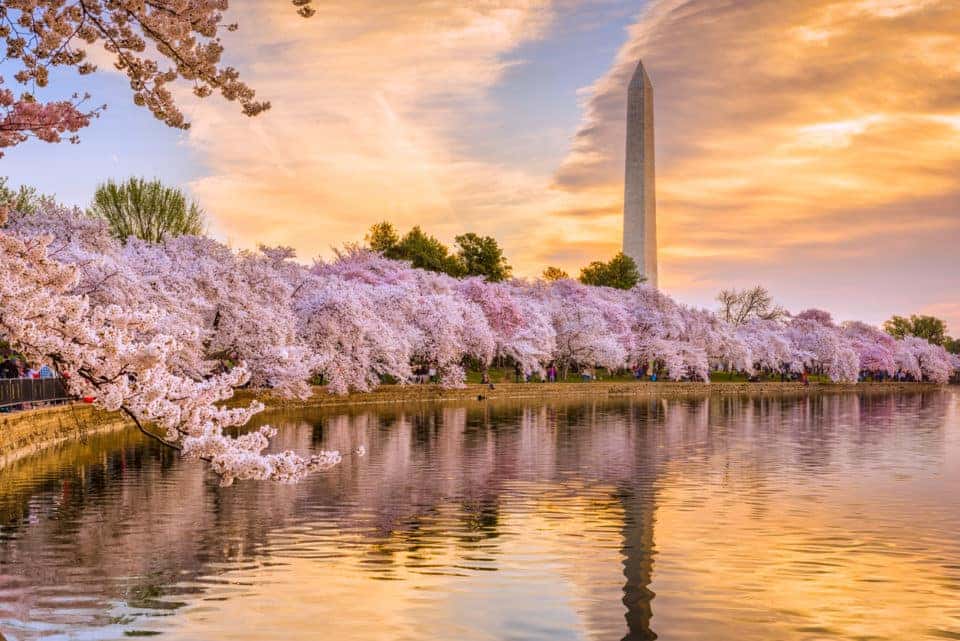 Cherry Blossom Festival 2024 Macon Garden Sayre Courtnay