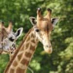 Roer’s Zoofari