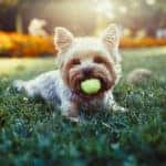 A small, blonde Yorkie dog sitting in the grass with a tennis ball in its mouth.