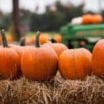 Pumpkins sitting on a bale of hay at a farm