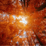 Fall trees on a sunny day