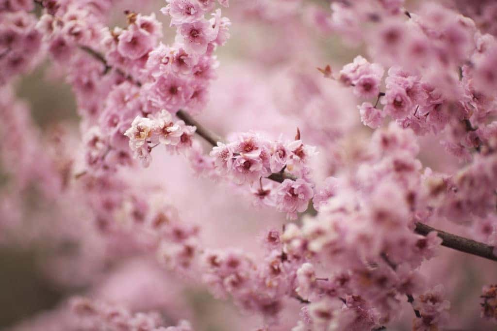 pink cherry blossoms in focus with more branches blurred in the background