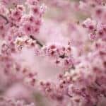 pink cherry blossoms in focus with more branches blurred in the background