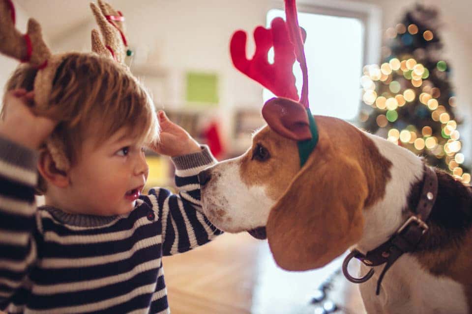 Cute little dog and cute little boy, dressed up as reindeer