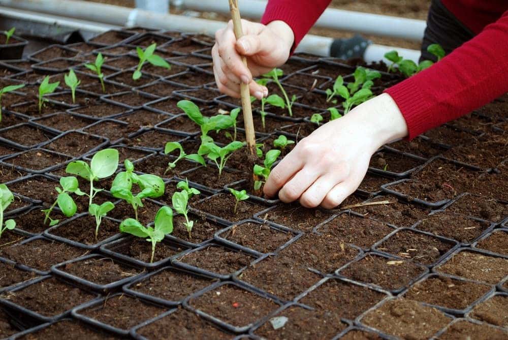 Gardening