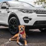A white Discovery SUV with a brown pitbull terrier