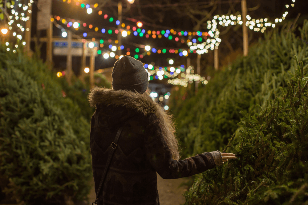 Best christmas tree farms deals near me