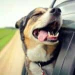 A happy German Shepherd mix breed dog is smiling with his tounge hanging out and his eyes closed as he sticks his head out the family car window while drving down the road.